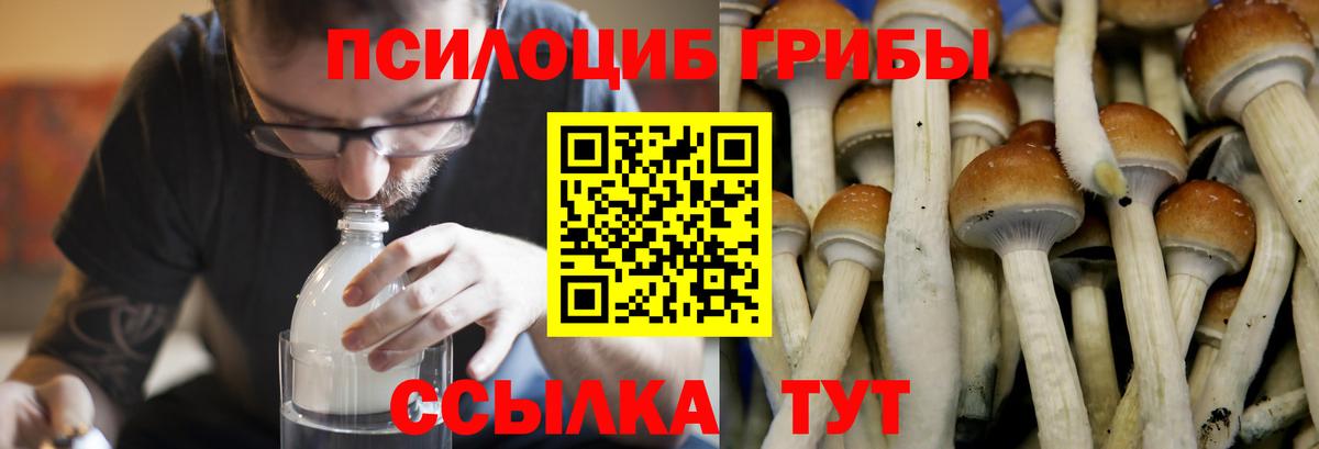 Галлюциногенные грибы Psilocybine cubensis  Вход с VPN  Альметьевск  Галлюциногенные грибы мухоморы 